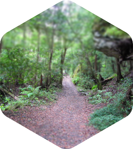 Medizinwanderung